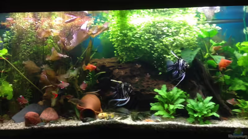 Das Becken von Muschelherz (12)