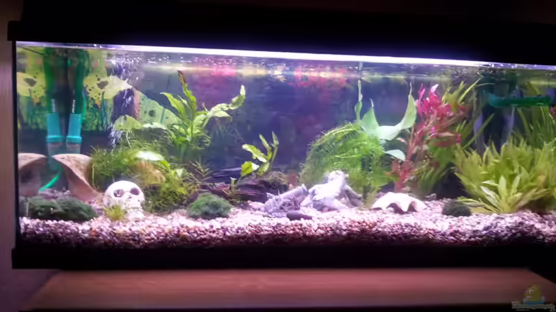 Das Becken von Snawatz (8)