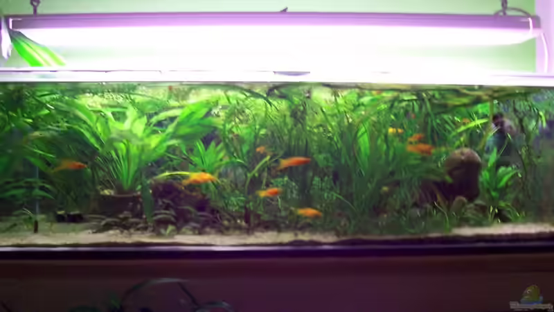 Das Becken von Solaris (3)