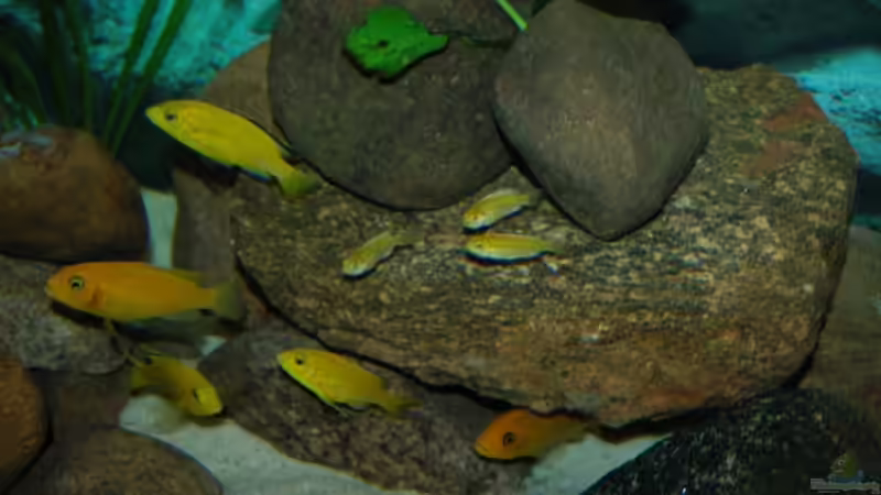 Das Becken von vorn von Christopher Lührs (9)