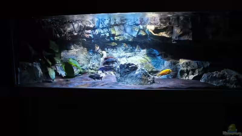 Das Becken von Zoo Center Tausz eine Ma??anfertigung von ~MISCHA WILKEN~ (1)