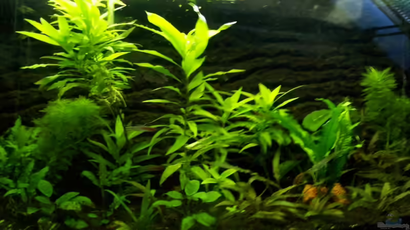 Das Becken vor dem Einzug der Zwergbuntbarsche von Zwergbuntbarschfan (2)