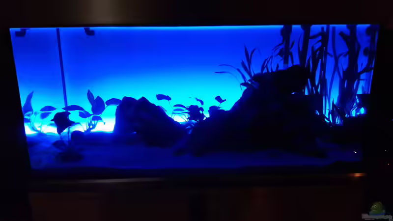 Das Becken während der Einlaufphase  von feld81 (4)