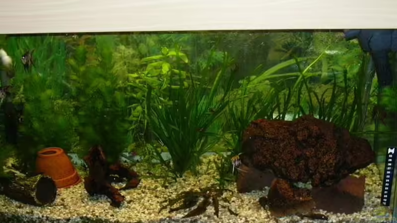 Das Becken Das Becken