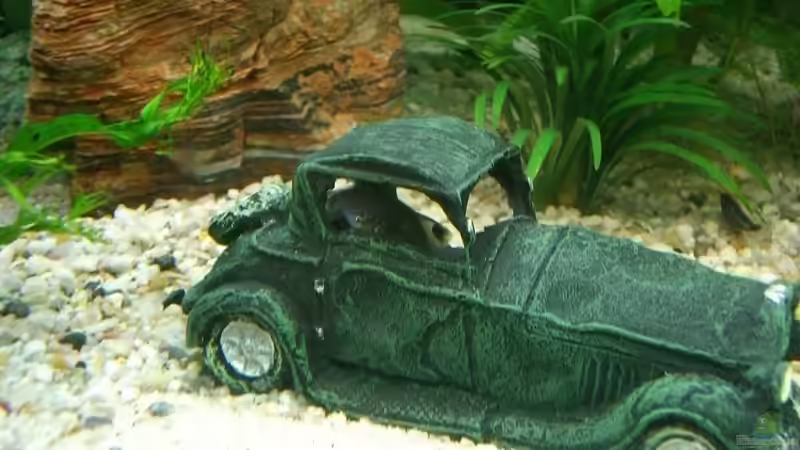 Das beliebte Autowrack von KaSa (7)