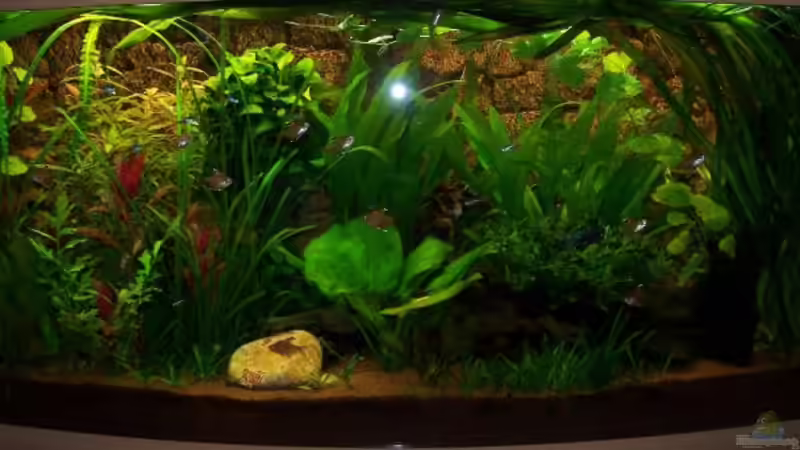 Das Beste Bild von Andreas Weiler (4)