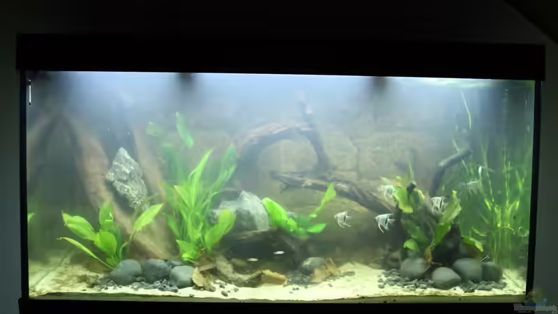 Das Bild ist kurz nach der Neueinrichtung entstanden, deshalb ist das Wasser ziemlich von Trimmy (3)