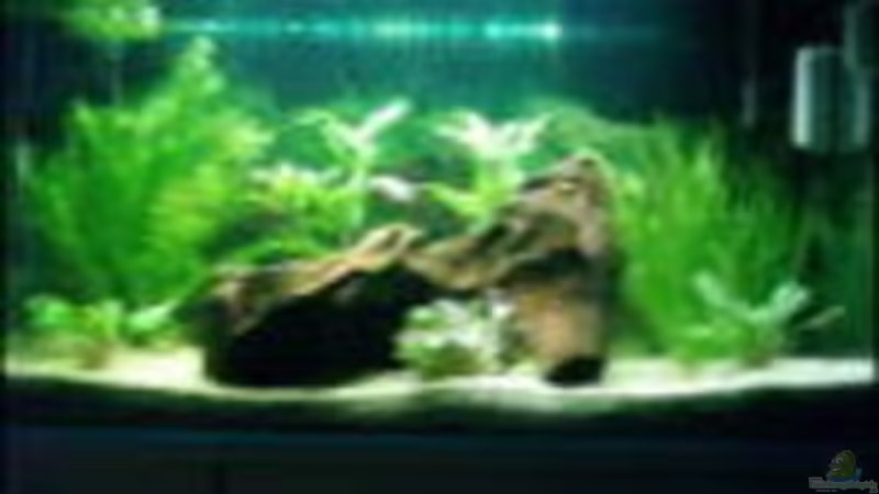 Das Bild ist schon etwas älter von Christina Müller