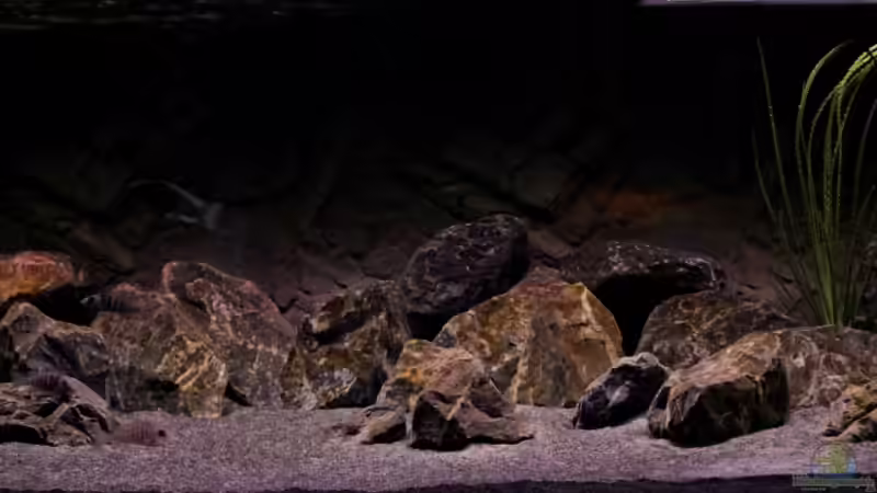 Das Biotop Aquarium und wie sich unsere Bewohner "zu Hause" fühlen