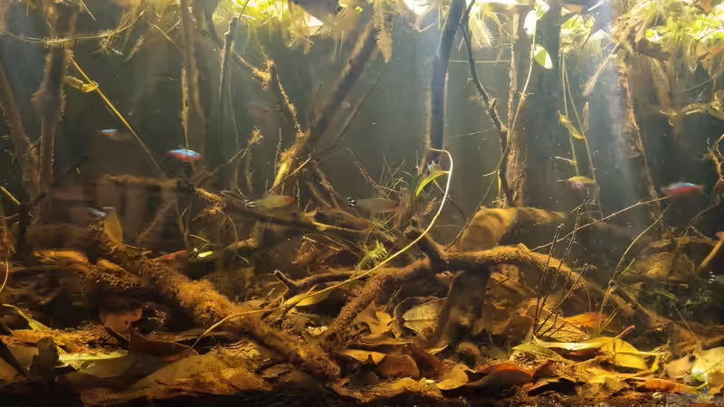 Das Biotopaquarium – Unterschiede zur gängigen Aquaristik