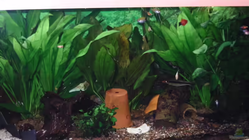 Das braune Rohr u. das kleine kurze ist die Behausung v. unserer Garbungarnele   von Daggi Mittag (4)