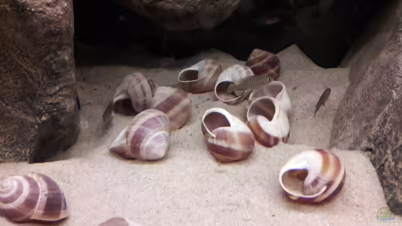 Das Buddeln beginnt von Thorsten T (14)