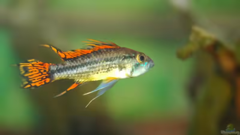 Das Cacatouides Männchen von Mad_Marder (4)