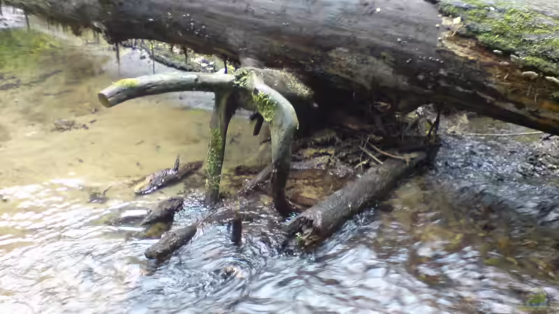 Das dekorative Hauptstück un natürlicher Umgebung von Friedrich Tietze (5)