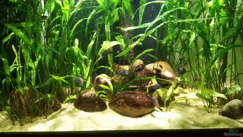 Das Delta von vorne von schmitzkatze (2)