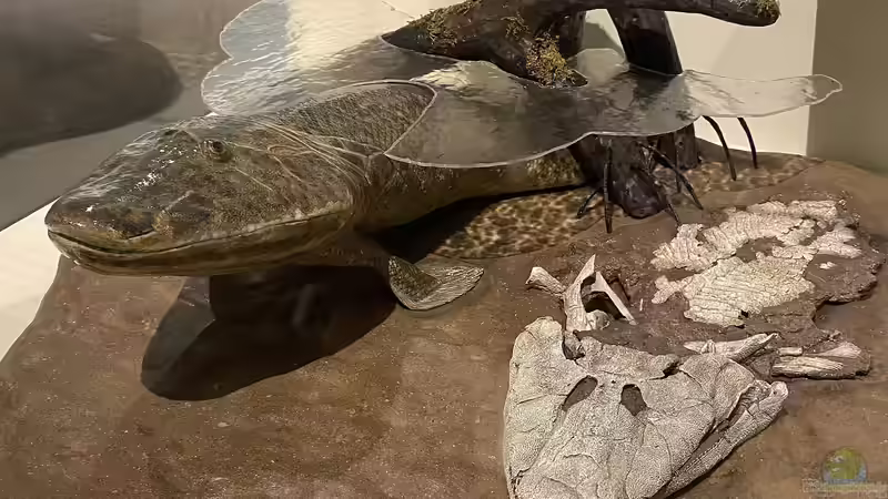 Das Devon-Zeitalter - Die Blütezeit der Fische und der Weg an Land