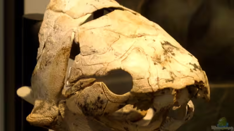 Das Devon-Zeitalter - Die Blütezeit der Fische und der Weg an Land