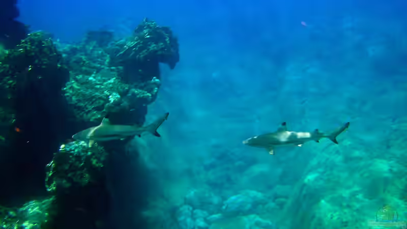 Das Devon-Zeitalter - Die Blütezeit der Fische und der Weg an Land