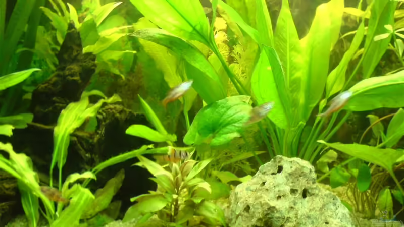 das dicke Welsweibchen (ca. 12cm) von Thomas Riemenschneider (13)