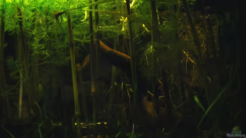 Das Dickkicht... von Falk (2)