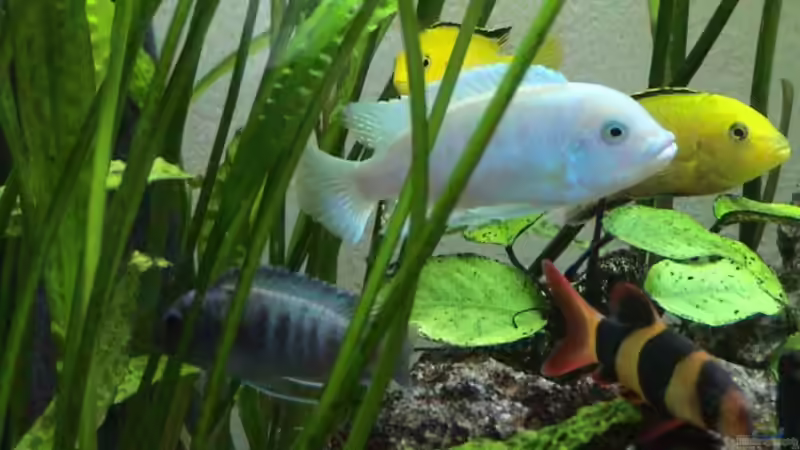 Das dominante M. estera Männchen von andi (11)