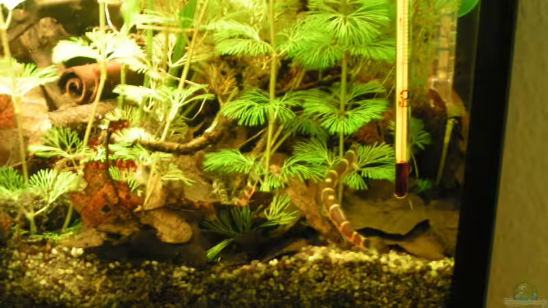 Das Dornaugen-Zuhause  von Peggy (26)