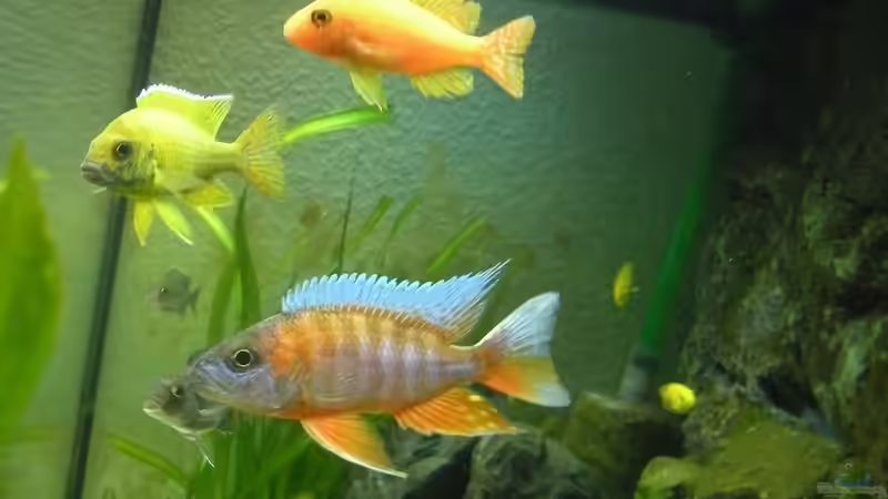 Das Dreigestirn von Peterfish (24)