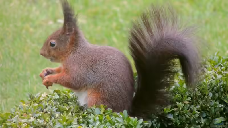 Das Eichhörchen nutzt den Teich regelmäßig zum Trinken von Sambia (73)