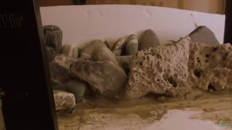 das Einkleben der Steine von Mbuna (17)