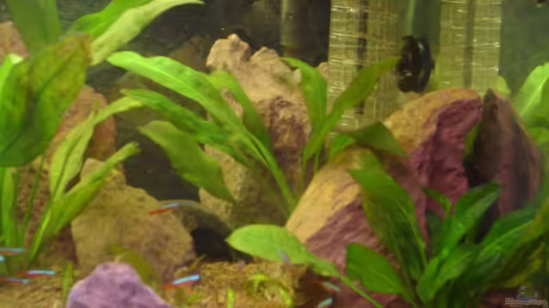 Das Einrichtungsbeispiel muss... mind. 15 Bildunterschriften enthalten. von Die Juli (2)