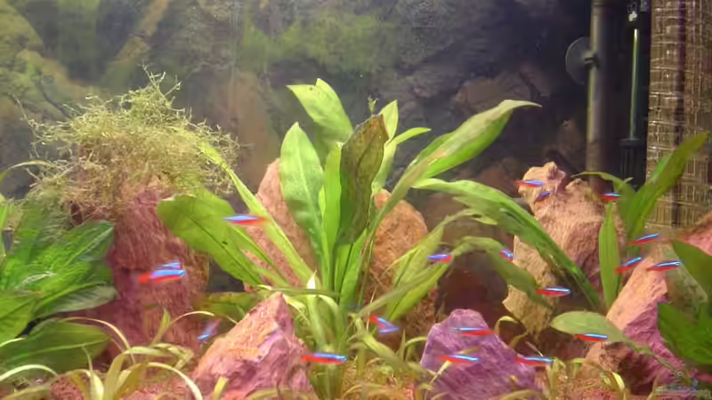 Das Einrichtungsbeispiel muss... mind. 15 Bildunterschriften enthalten. von Die Juli (37)