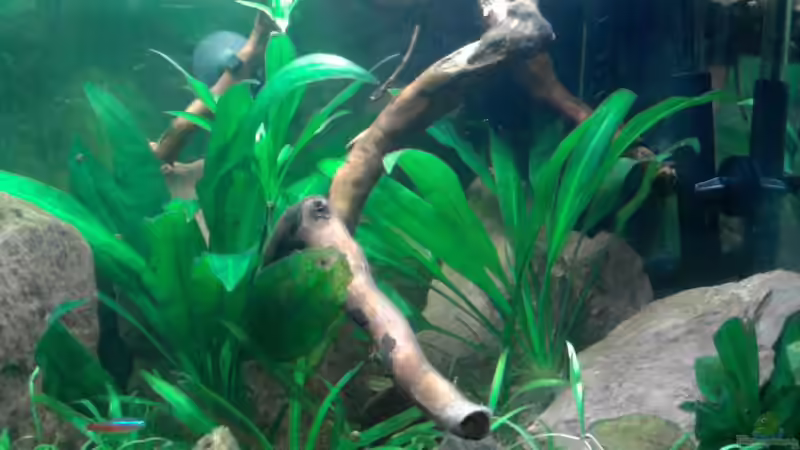 Das Einrichtungsbeispiel muss... mind. 15 Bildunterschriften enthalten. von Die Juli (39)