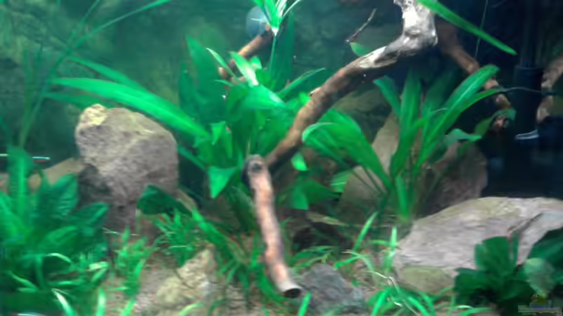 Das Einrichtungsbeispiel muss... mind. 15 Bildunterschriften enthalten. von Die Juli (42)