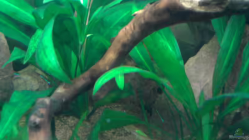 Das Einrichtungsbeispiel muss... mind. 15 Bildunterschriften enthalten. von Die Juli (43)