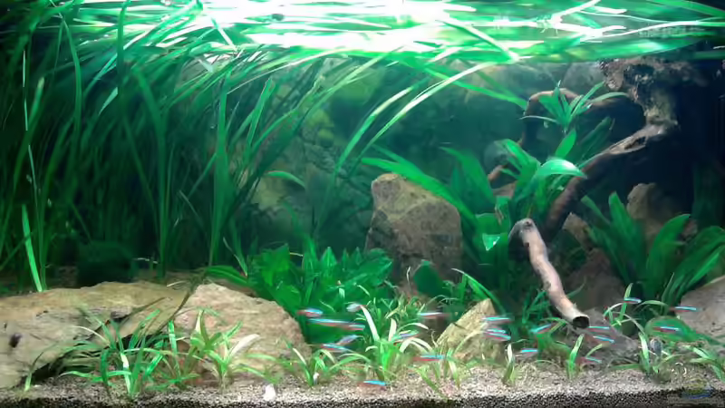 Das Einrichtungsbeispiel muss... mind. 15 Bildunterschriften enthalten. von Die Juli (8)