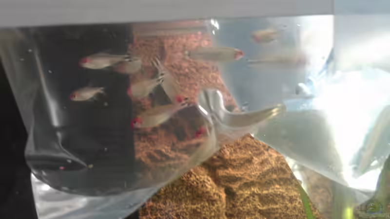 Das einsetzen der Rotkpfsalmler von Maximilian Landrock (7)