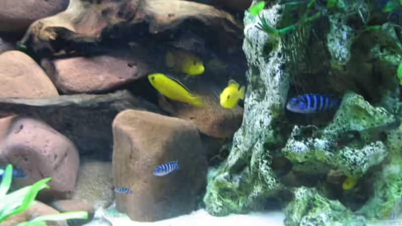 Lochgestein im Aquarium als Dekoration