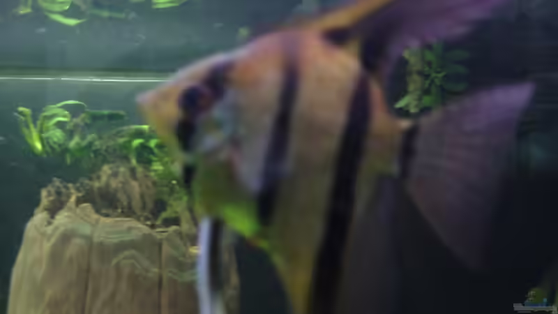 Das einzigste Weibchen, leider im Fischhimmeldas einzigste Weibchen am 21.10.2014 von Grünhexe (217)