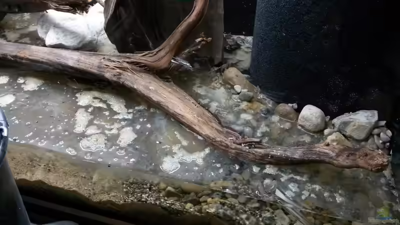 Das eiskalte Wasser drückt durch den Mattenfilter langsam in das Becken. Wärmeres Wasser mit den Schwebstoffen steigt nach oben und lässt sich prima absaugen. von Beulenkopftyp (26)