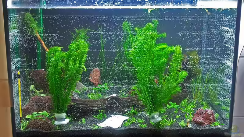 Das erste Foto (mit T8-Leuchstoffleuchte) von Tuduhi (12)