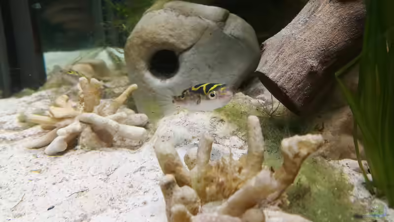 Das erste Foto vom 8er von Bermuda 3eck (49)