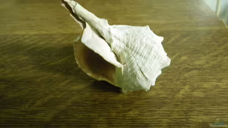 Das erste Gehäuse von Bazzi (26)