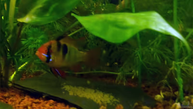 Das erste Gelege (April 2013) von _ME_ (8)