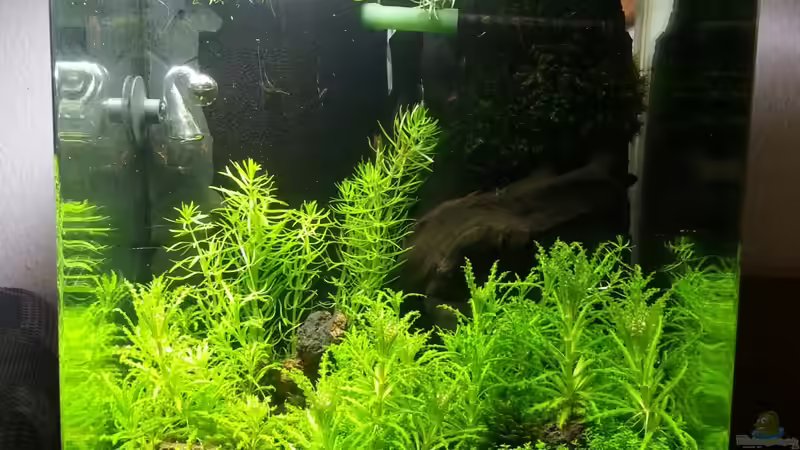 Aquarien mit Pogostemon-Arten (Patschuli)