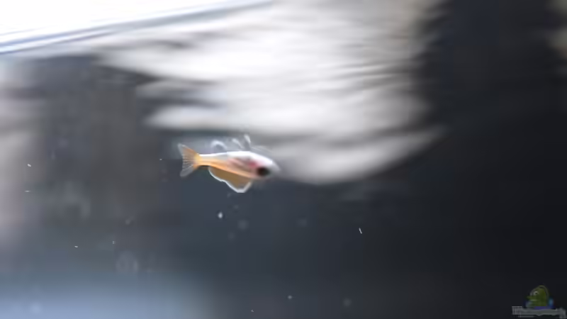 Das erste Jungtier :-) von Julien Preuß (25)