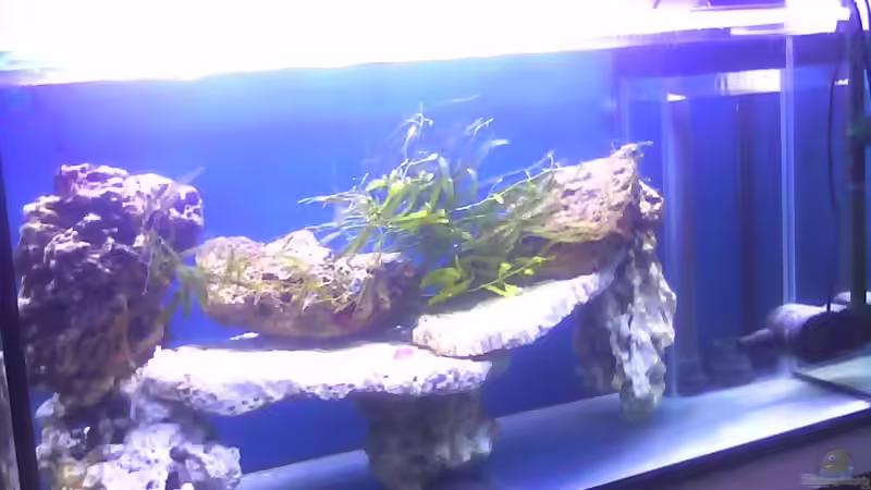 das erste Lebendgstein zieht ein von Seewasserpanscher (10)