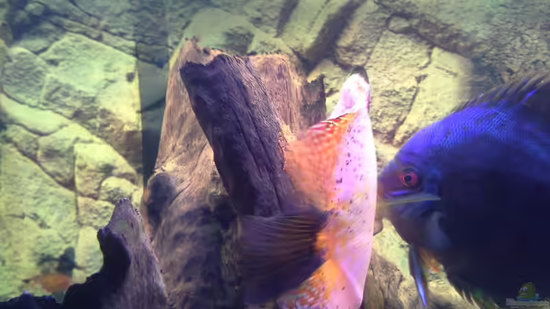 Das erste mal beim Eier legen von Kunibert Schäfer (23)