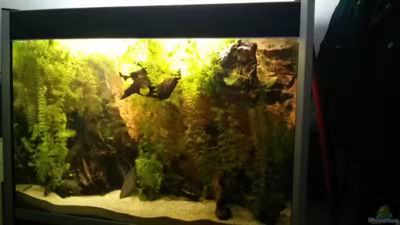 Das erste Mal richtig Sauber gemacht  von AquaTobi90 (3)