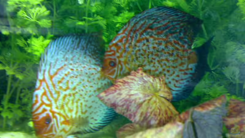 Das erste Paar hat sich gefunden von Sylvia Hoffmann (21)