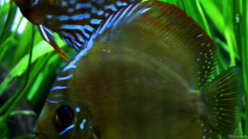 ***Das erste Pärchen: Paolo und Chip*** von Sue (61)